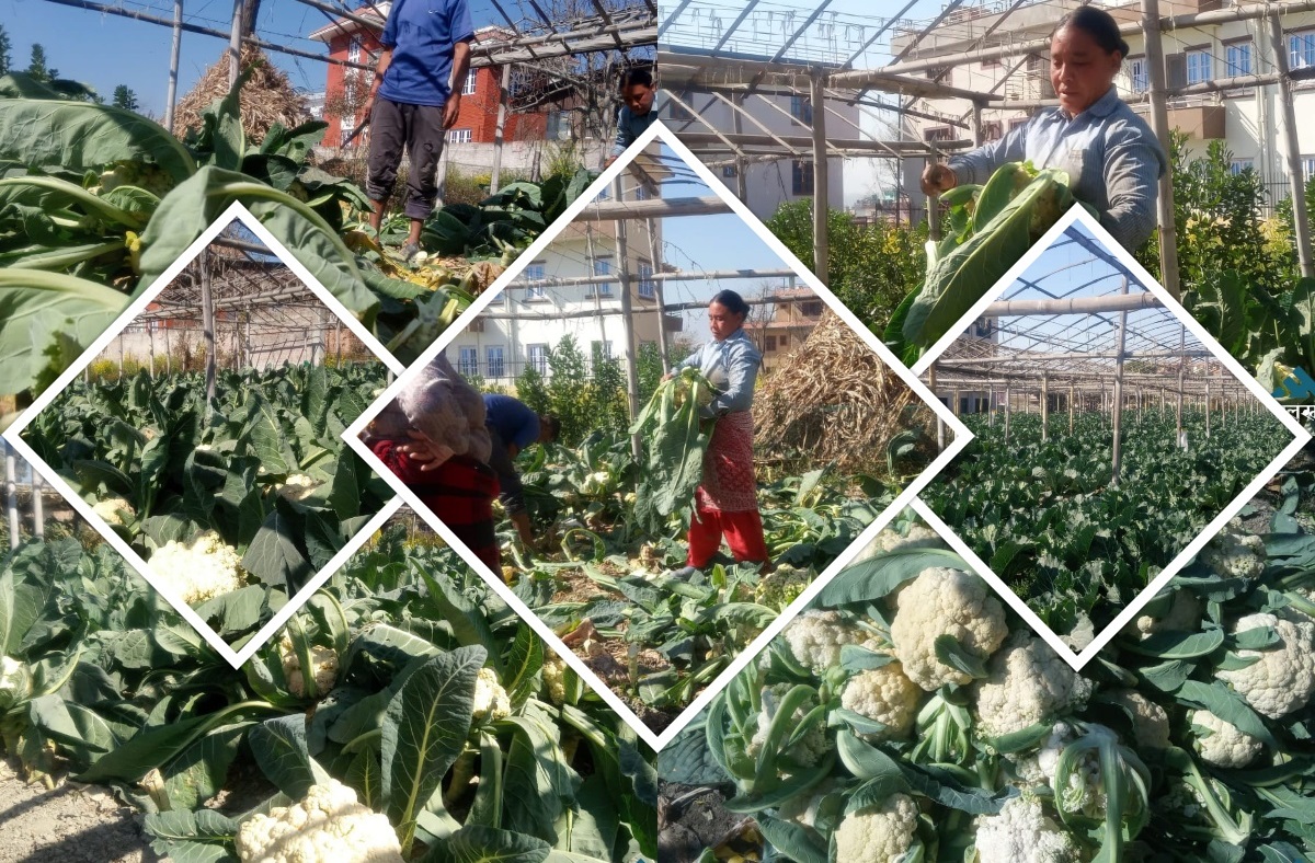 Bhaktapur Farmers Busy Harvesting Cauliflower