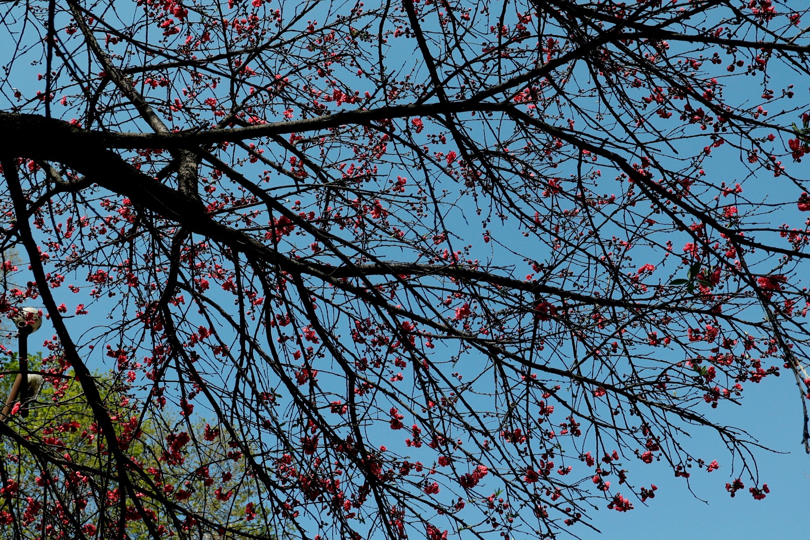 Arrival of spring brings vibrant colors to valley’s streets & parks (photos)