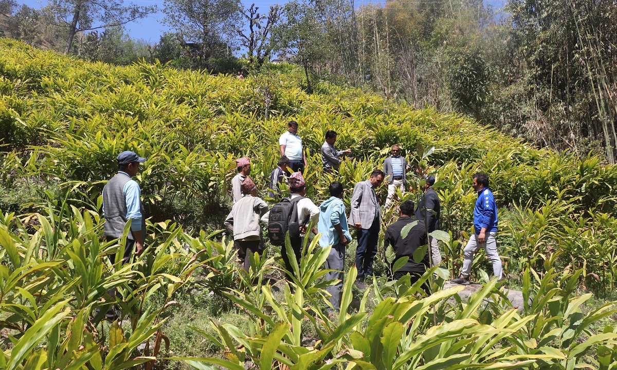 Expert group identifies challenges facing cardamom farmers in Bhojpur