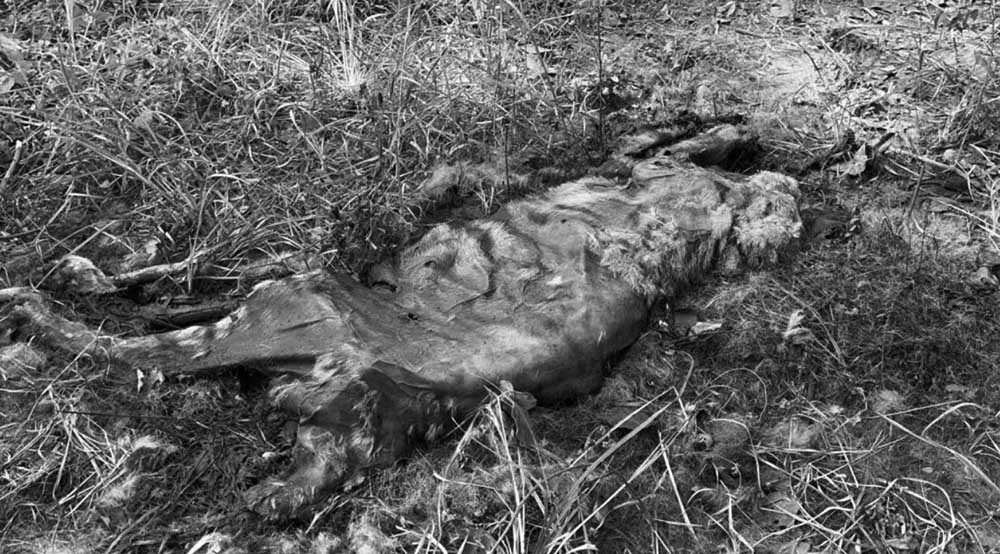 Male tiger found dead in Bardiya’s Community Forest