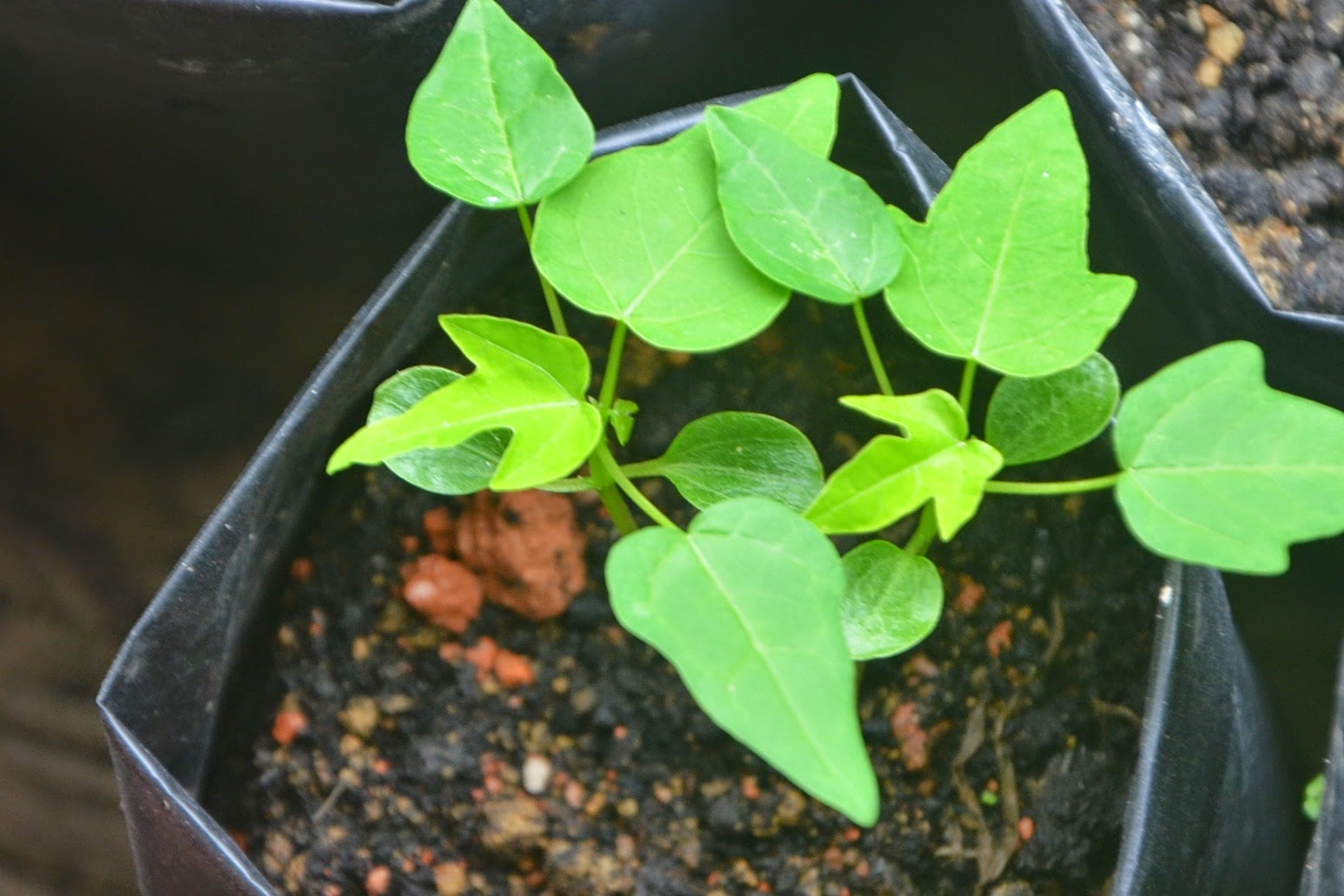 High demand for Papaya seedlings