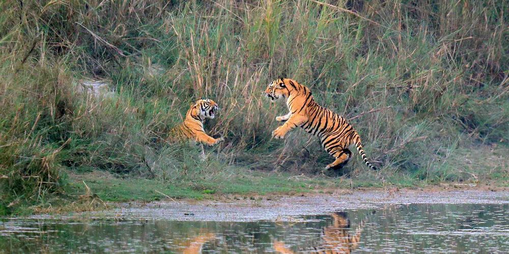 Tiger census in Shuklaphanta National Park from March 7