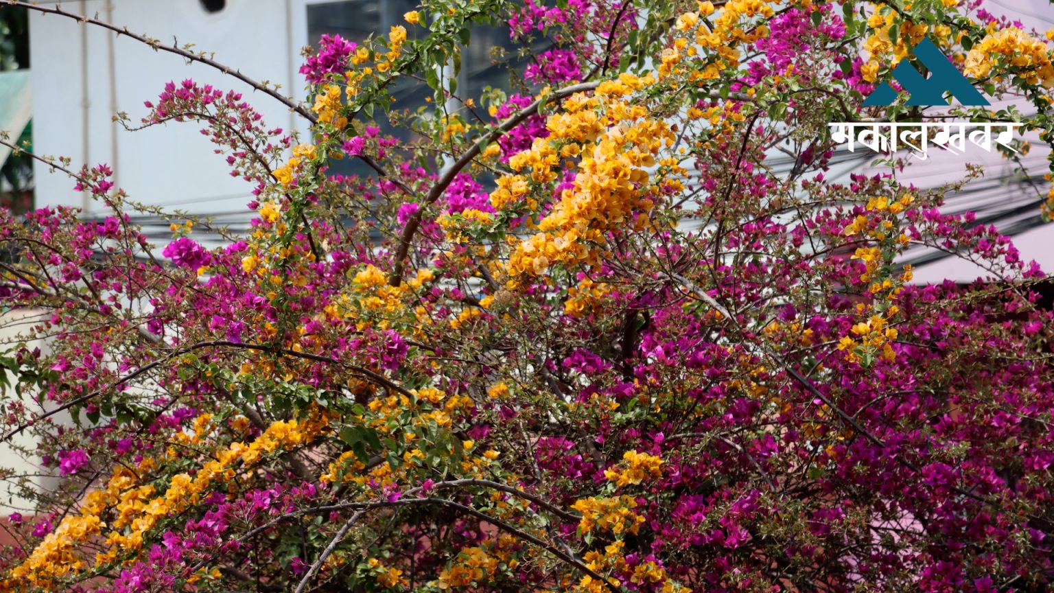 Colorful Begam Beli blooms brighten Dhobikhola Corridor (photos)