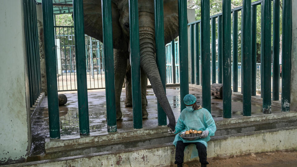 Jumbo task: 400 pills a day for elephants with TB in Pakistan