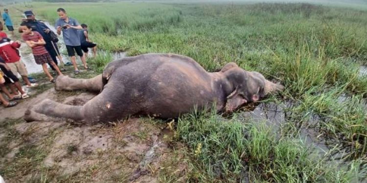 Adult wild elephant found dead in Jhapa’s Panchpokhari Community Forest