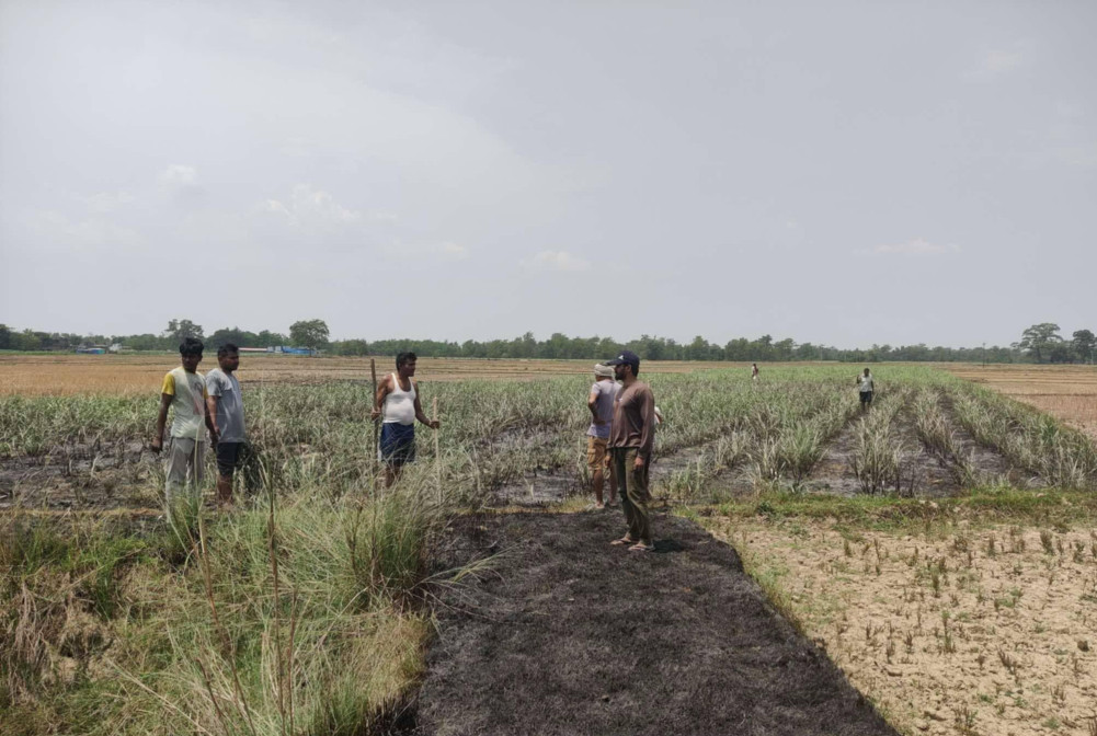 Sugarcane field gutted in fire