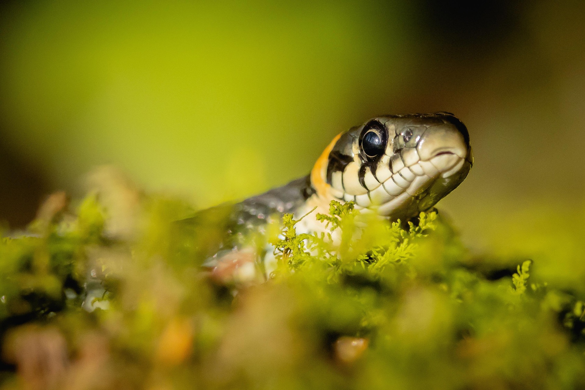 Bitten by a venomous snake? Do this immediately to save life