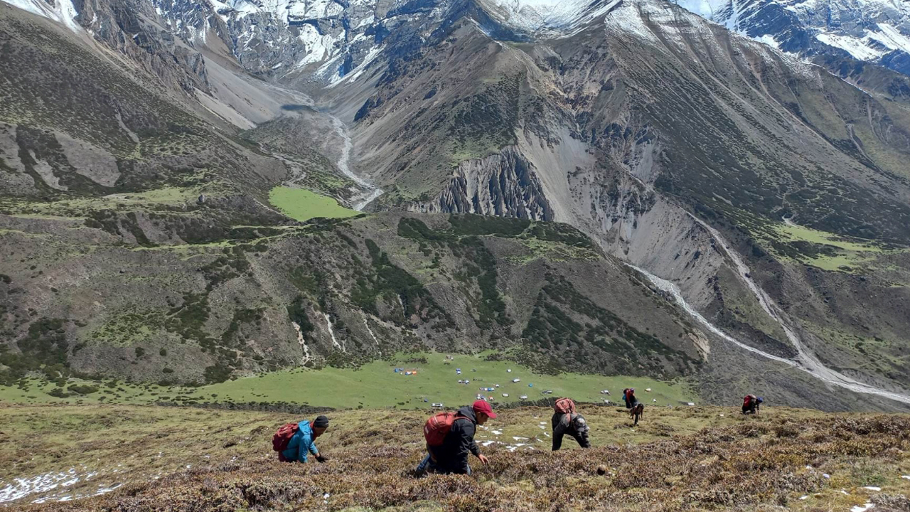 Yarsagumba collection season begins in Mugu’s Eastern highlands