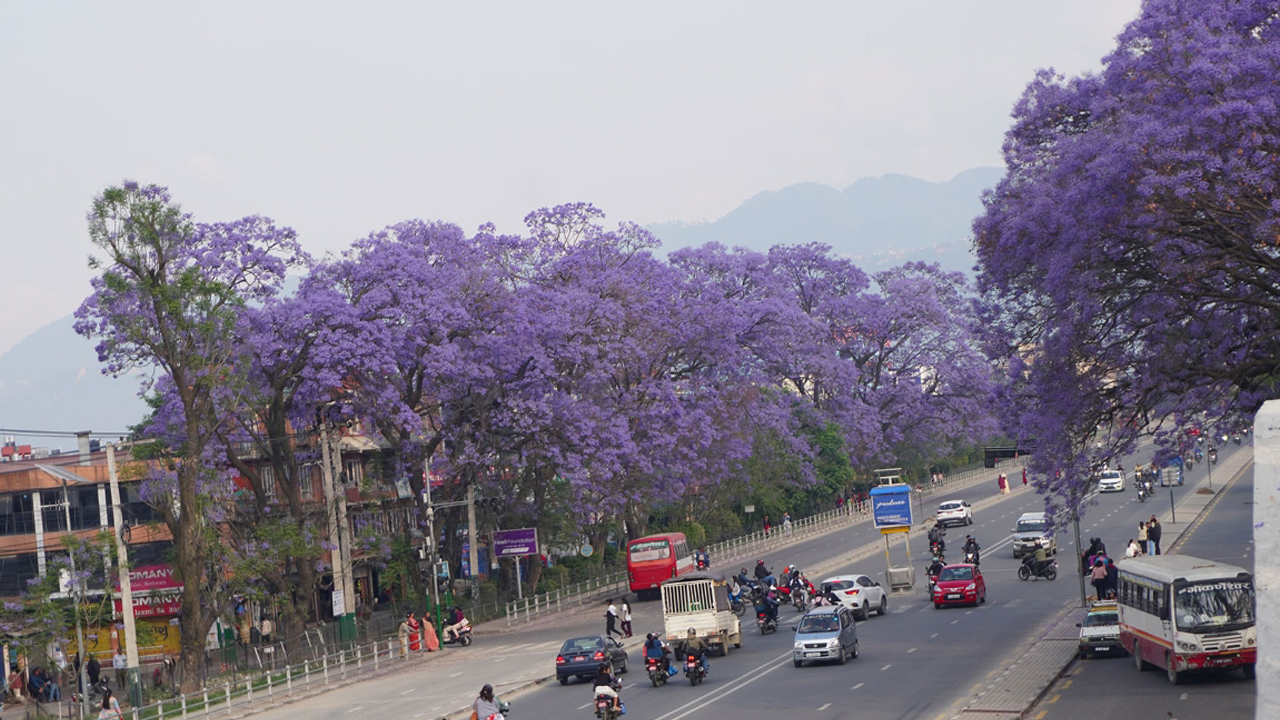 Blooming jacaranda trees adorn Ring Road in Lalitpur