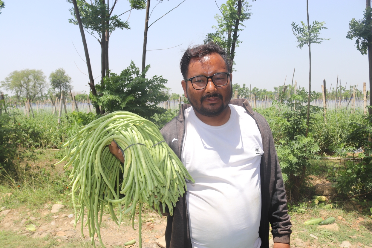 Khadka creates employment for 38 locals through commercial vegetable farming