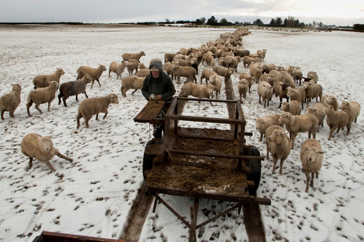 New Zealand’s sheep population shrinks further, narrowing gap with humans
