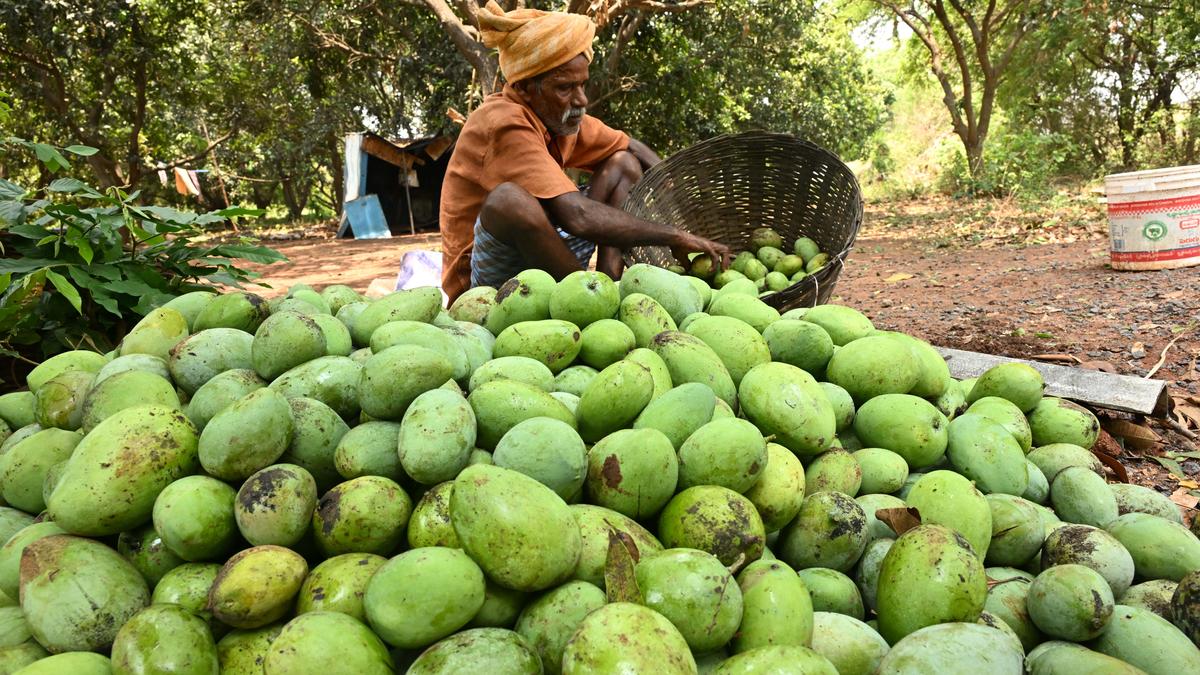 Mango production likely to increase this year in Madhesh