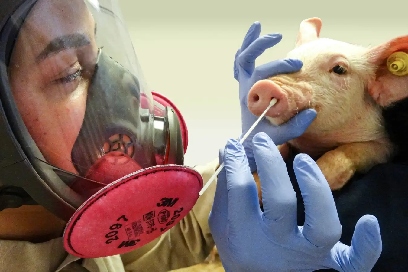 Swine flu, lumpy skin confirmed in Mechinagar