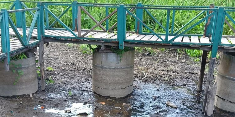 Betana Wetland dries up, threatening fish & farming
