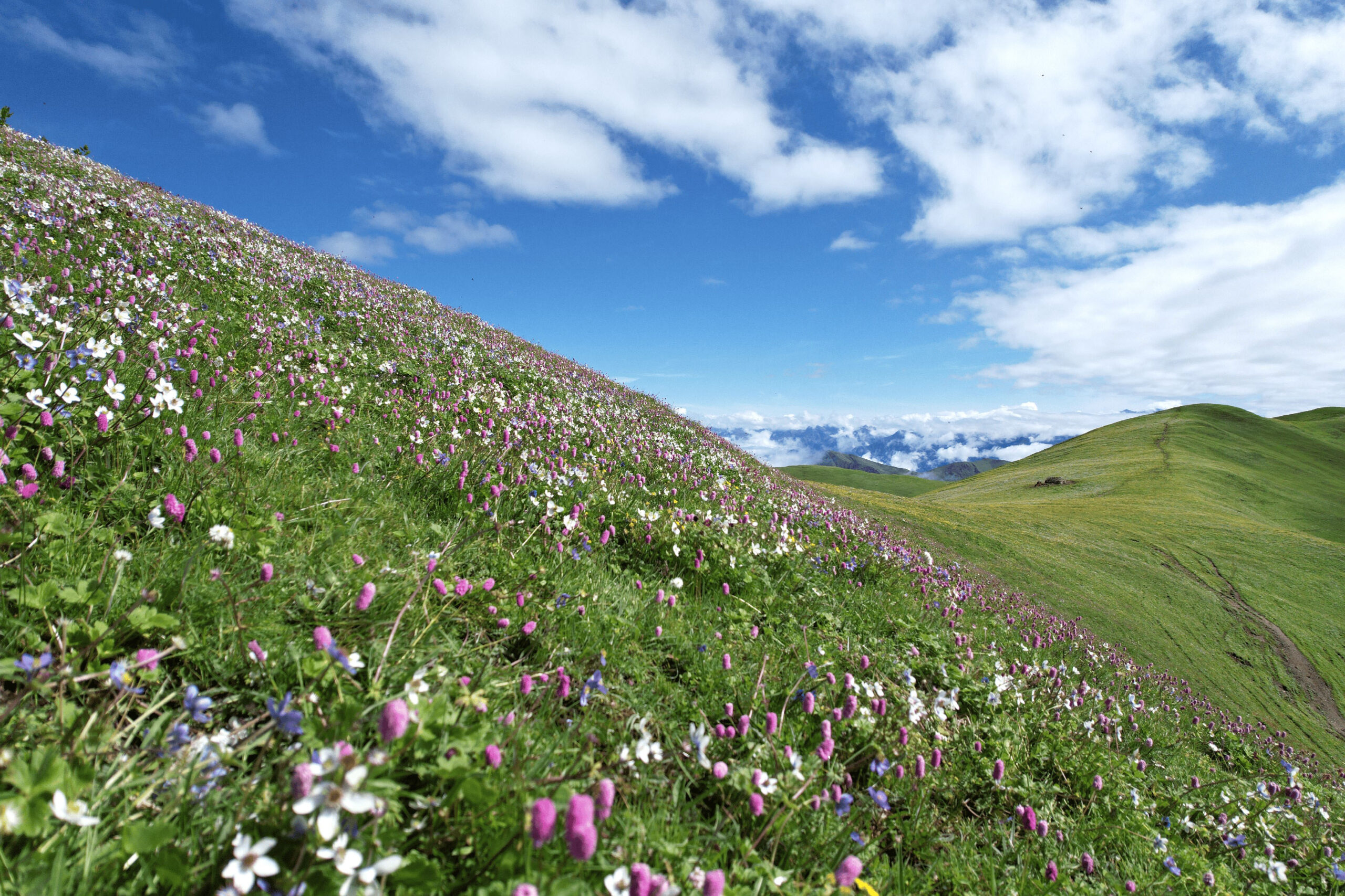 Colorful wildflowers meadow in Rukum draws tourists (photos)