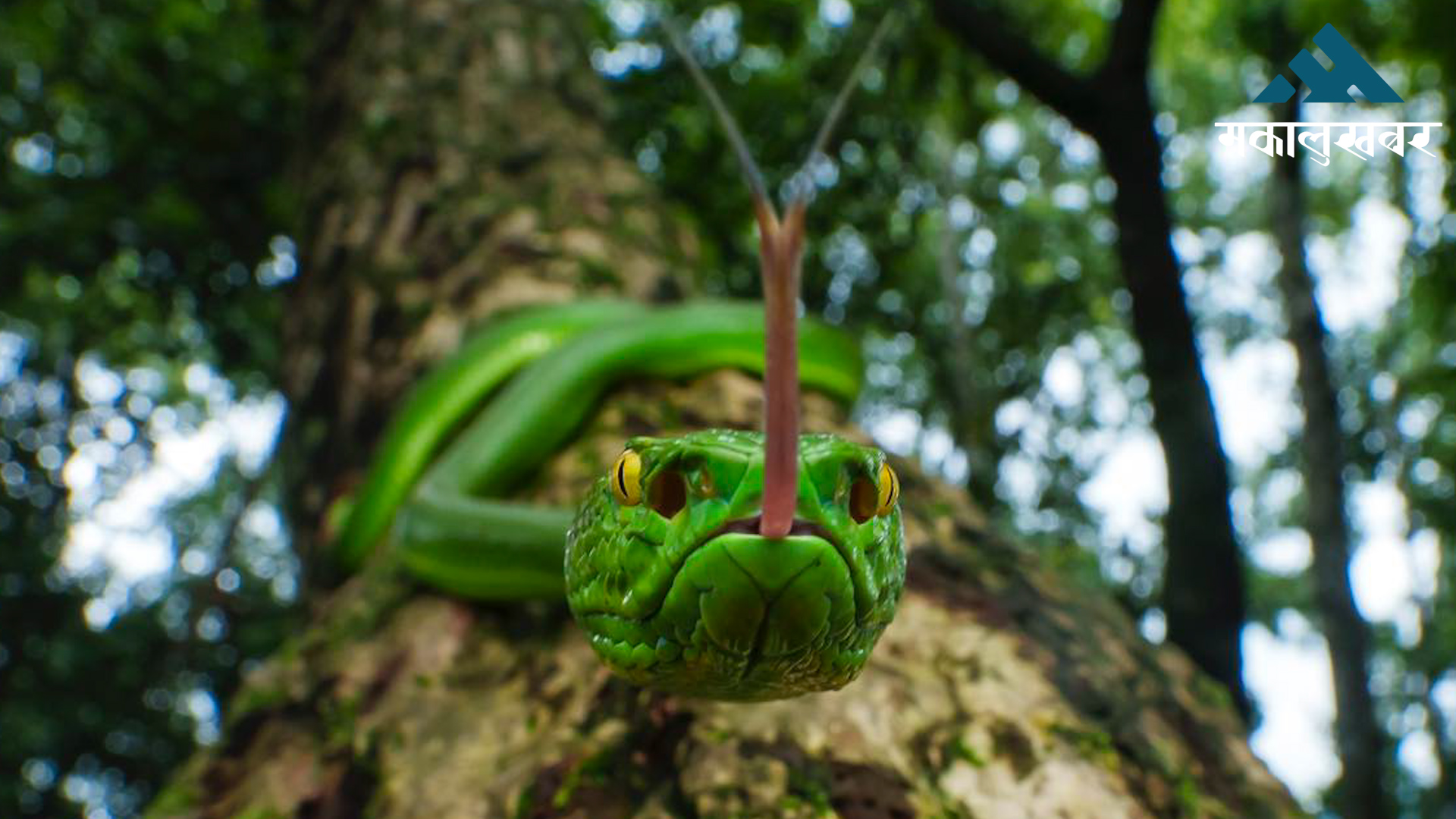 India’s snakebite crisis is killing tens of thousands every year
