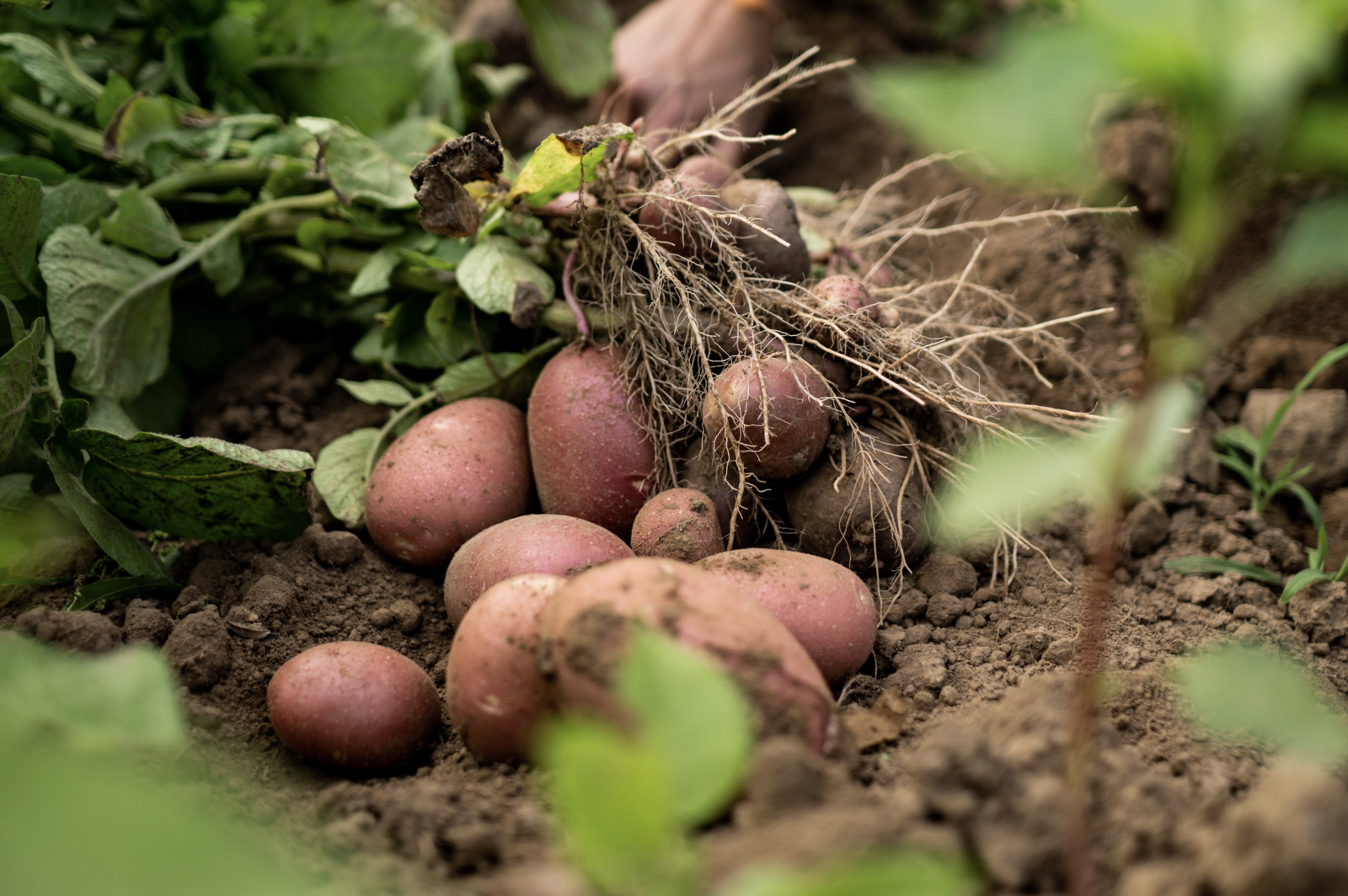 Organic potatoes become reliable income source for Bhojpur farmers