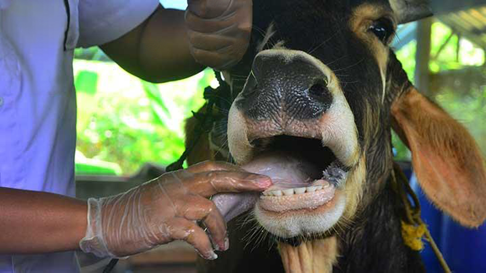 Foot and Mouth disease under control