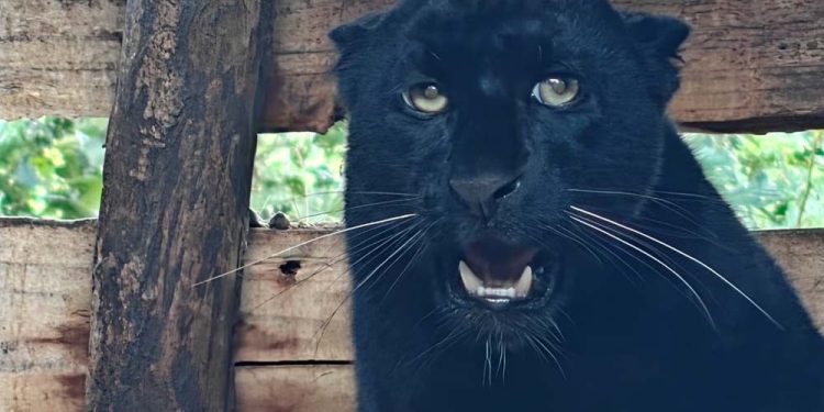 Rare Black Panther spotted in Ilam
