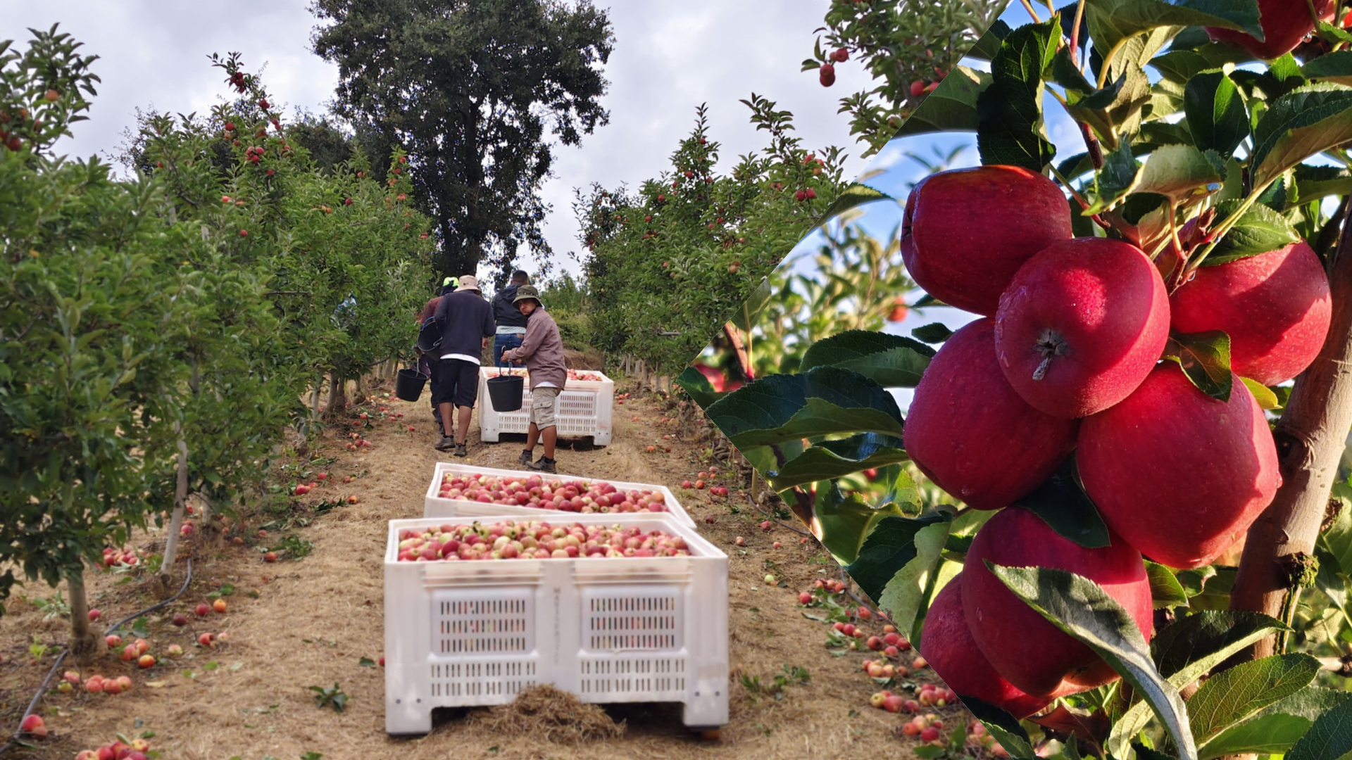 Nepali workers harvesting apples in Portugal (photos)