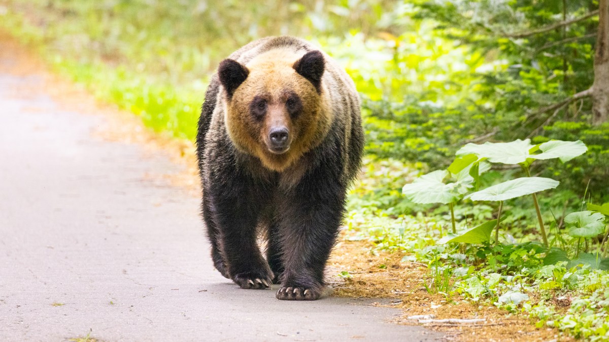 Japan confirms year’s first fatal bear attack, two others suspected
