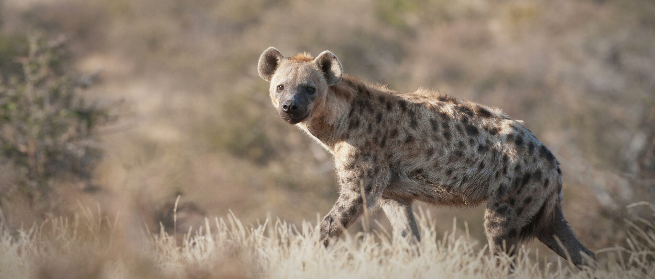 Reports of hyenas in Rangeli stir concern, but officials find no evidence