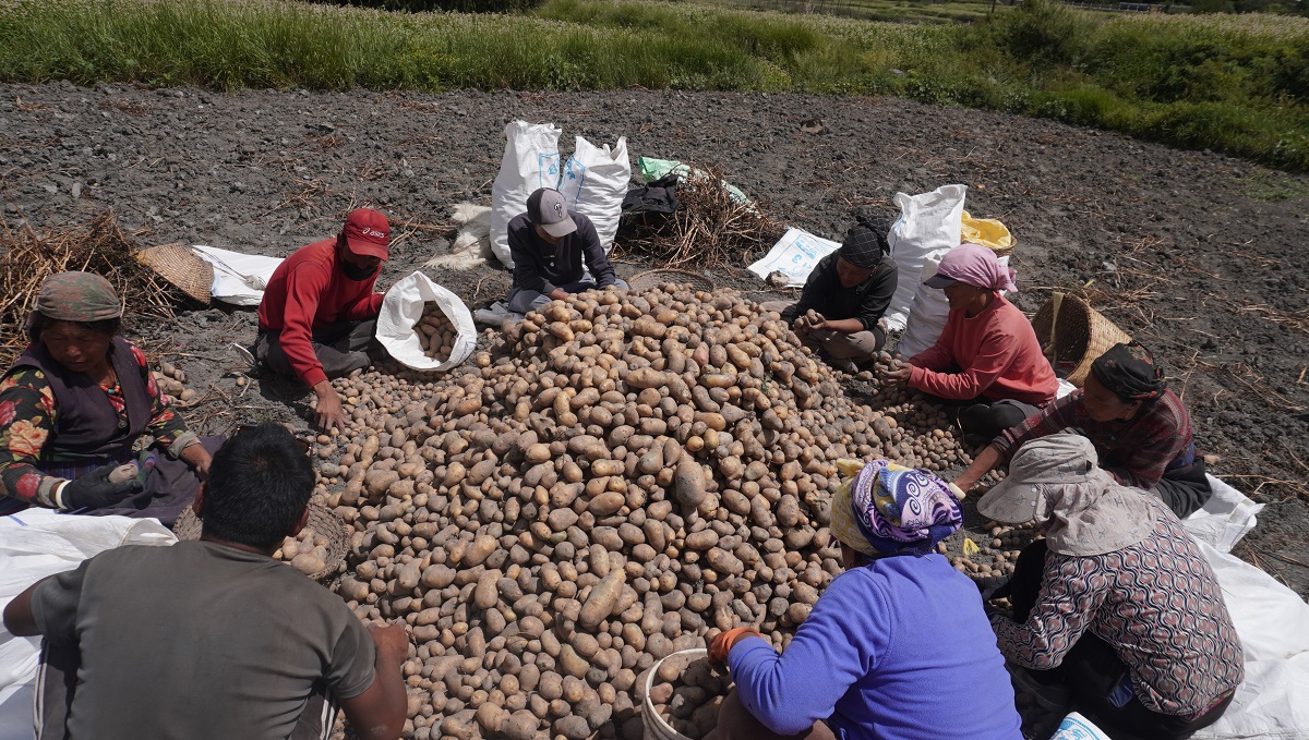 Mustang sells potatoes worth Rs 628 million
