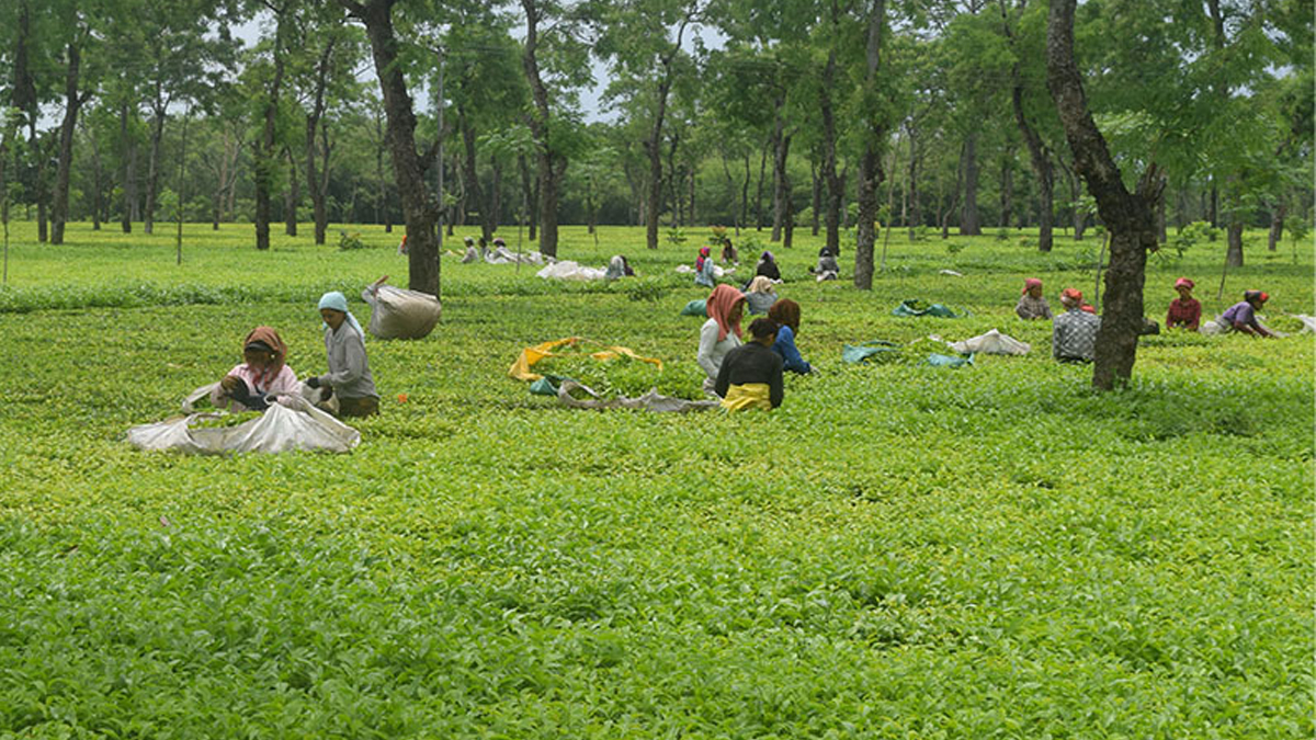 Tea amounting to Rs 1.37 billion exported via eastern checkpoint