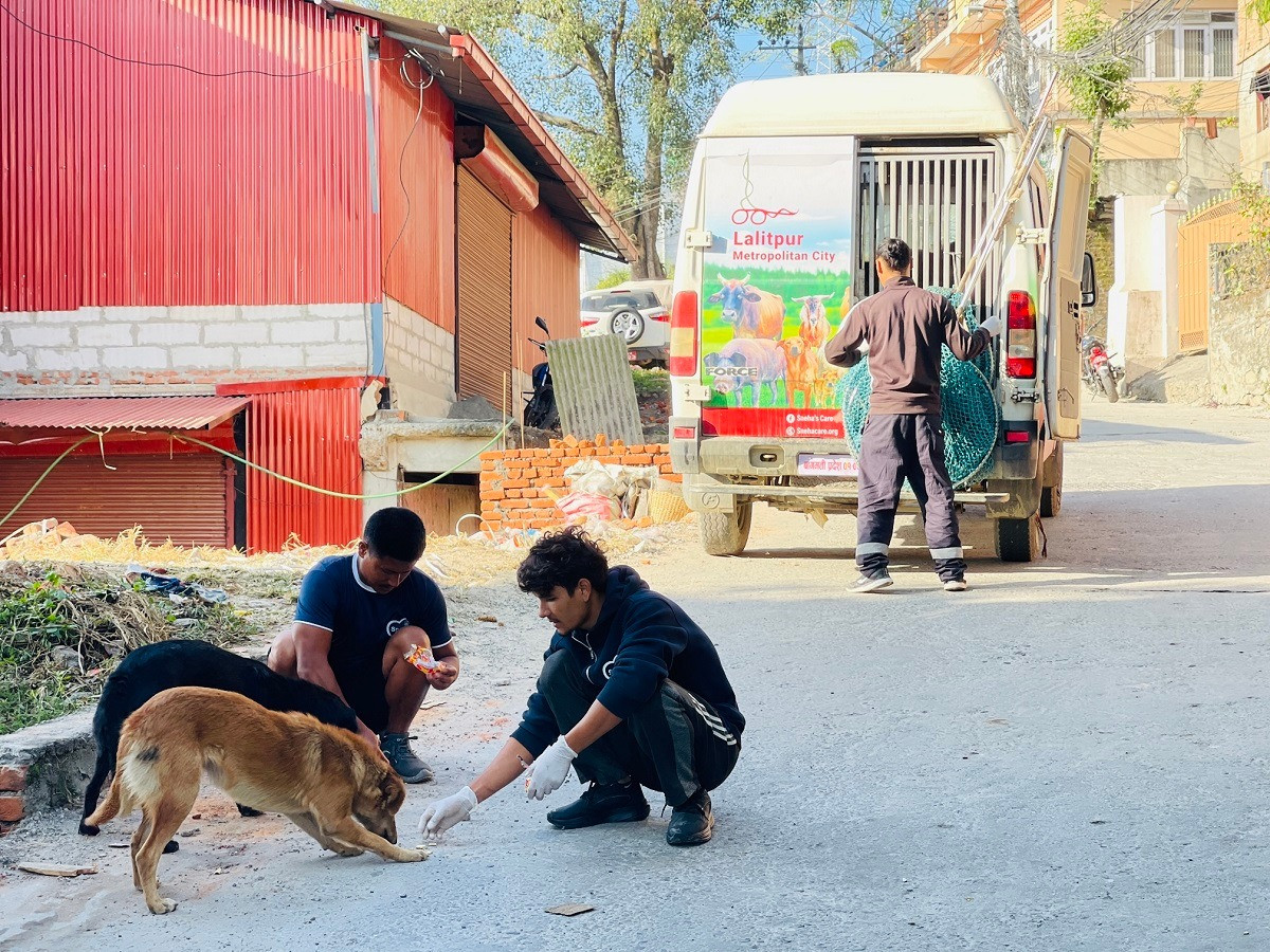KMC sterilizes 2,083 community dogs in record drive