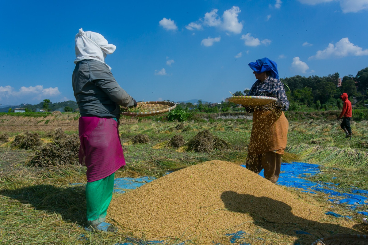 Food Company purchases 12,527 quintals of paddy in Kailali