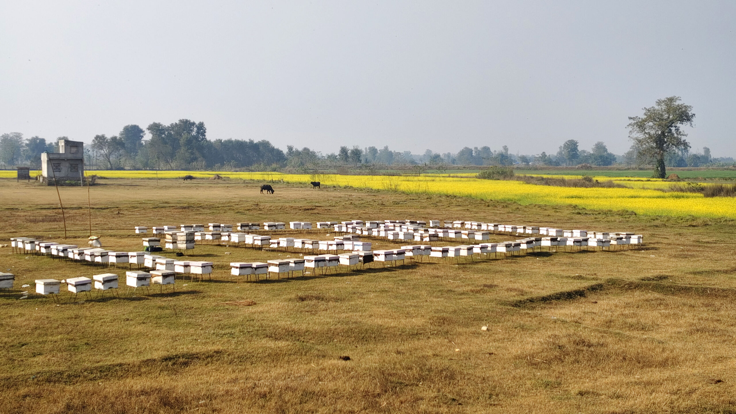 Beekeeping becomes a profitable business for Hamal