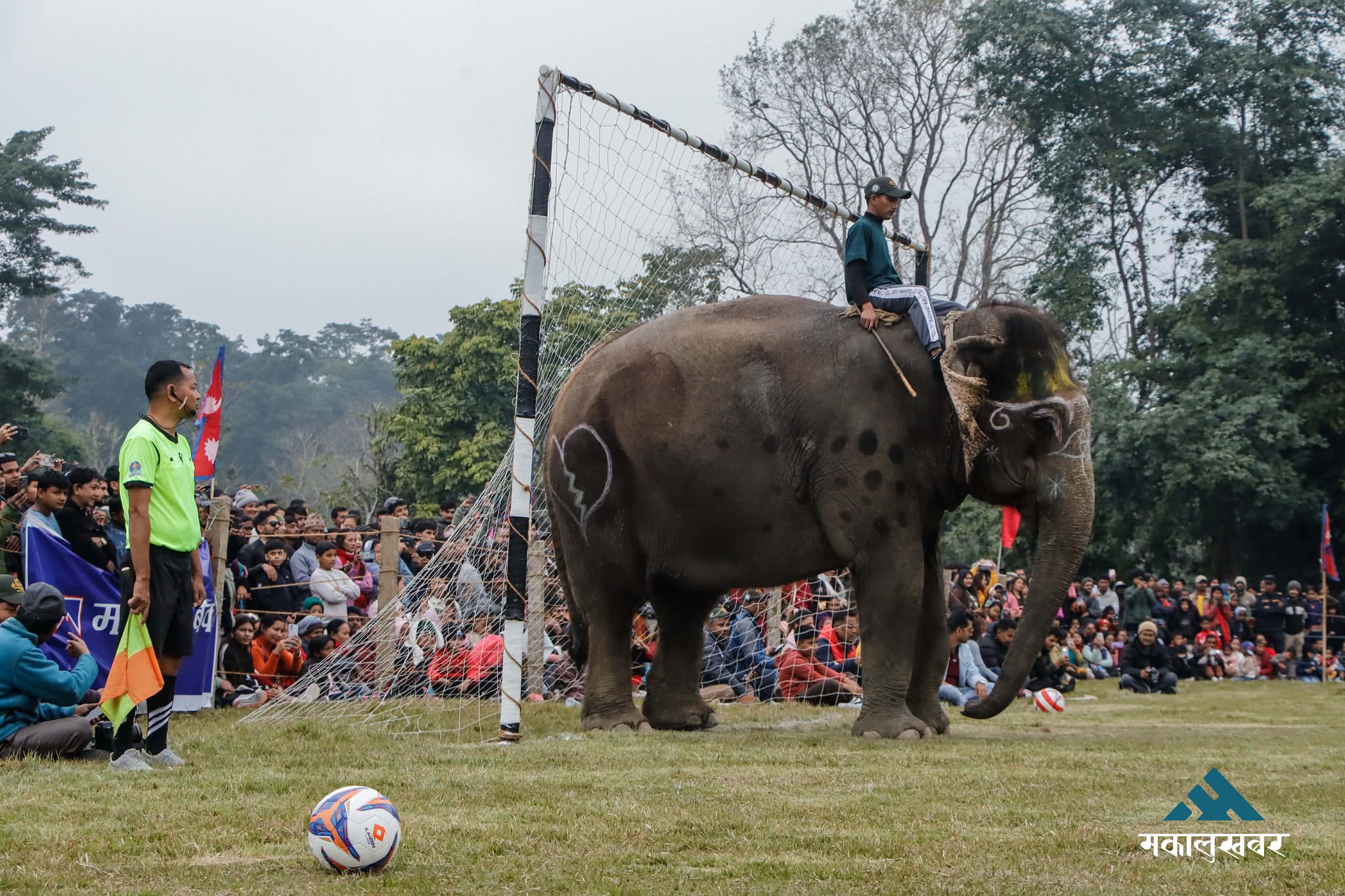 19th Elephant & Tourism Festival: Elephant football steals spotlight on day two (photos)