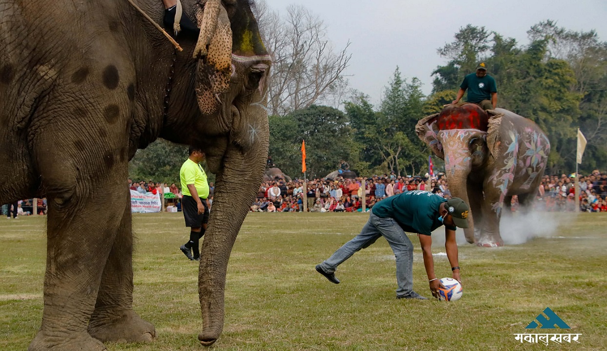 Final day of Elephant Festival in Sauraha today