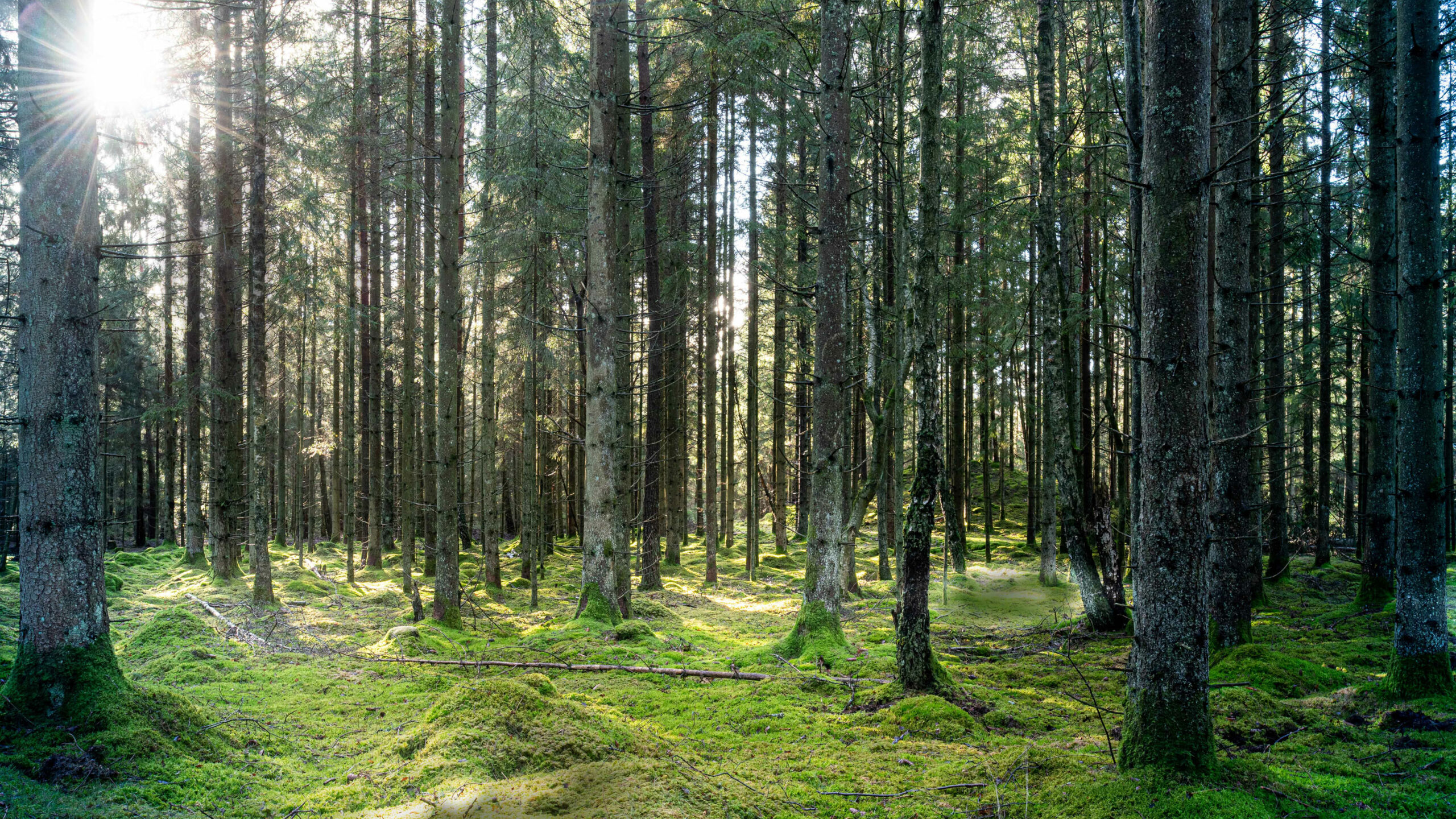 Sustainable forest management gaining pace in Rautahat