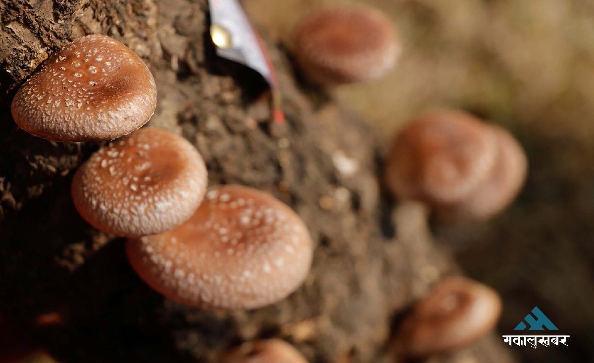 Nepal marks first National Mushroom Day with fair & festival (photos)