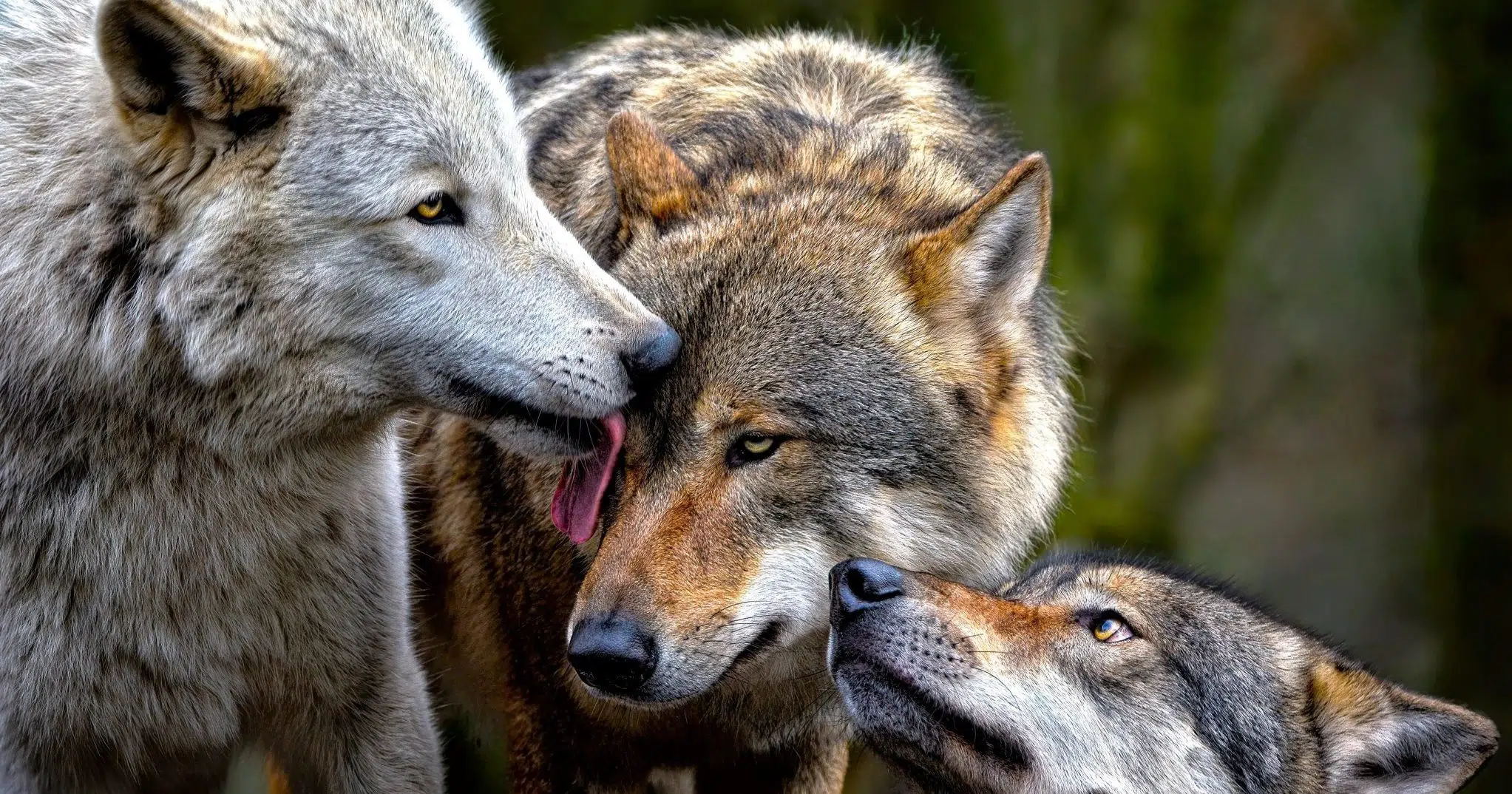 Wolves rampage through Taplejung barns, kill livestock
