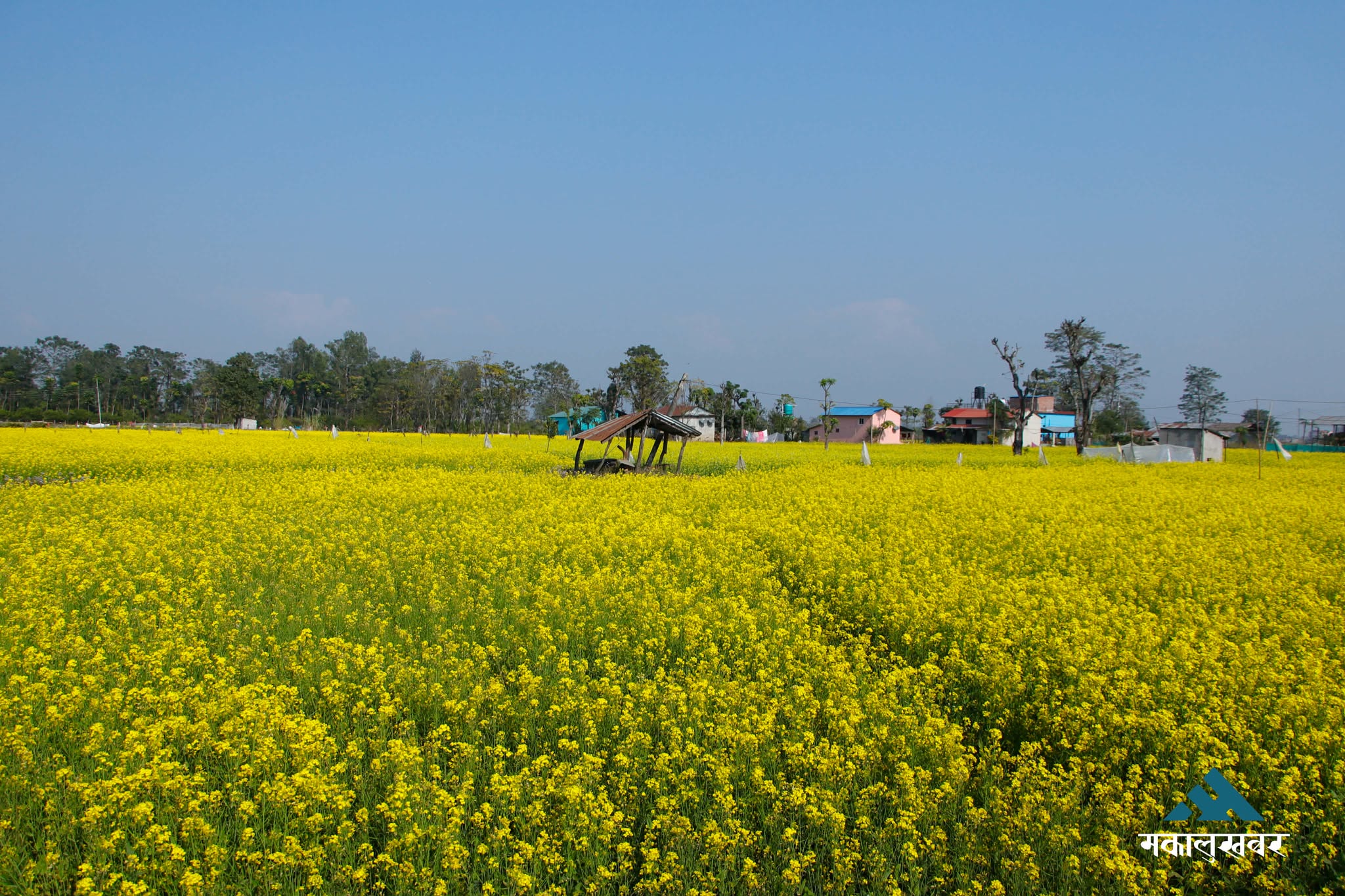 Chitwan shimmers in yellow mustard hues (photos)