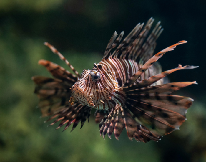 First national conference on invasive species on Dec 12–13