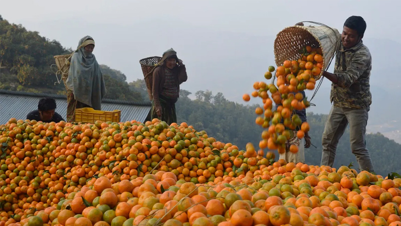 Orange festival in Muglin from today