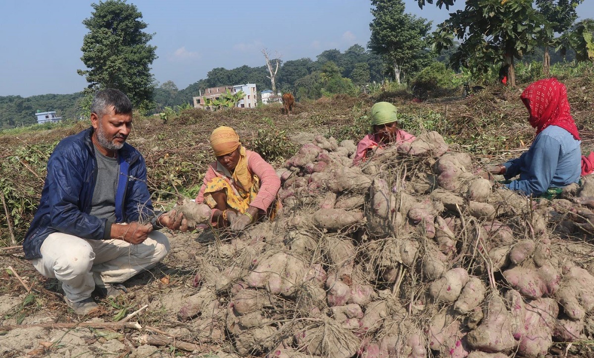 Yams farming provides jobs for 22, saves Rs 700,000