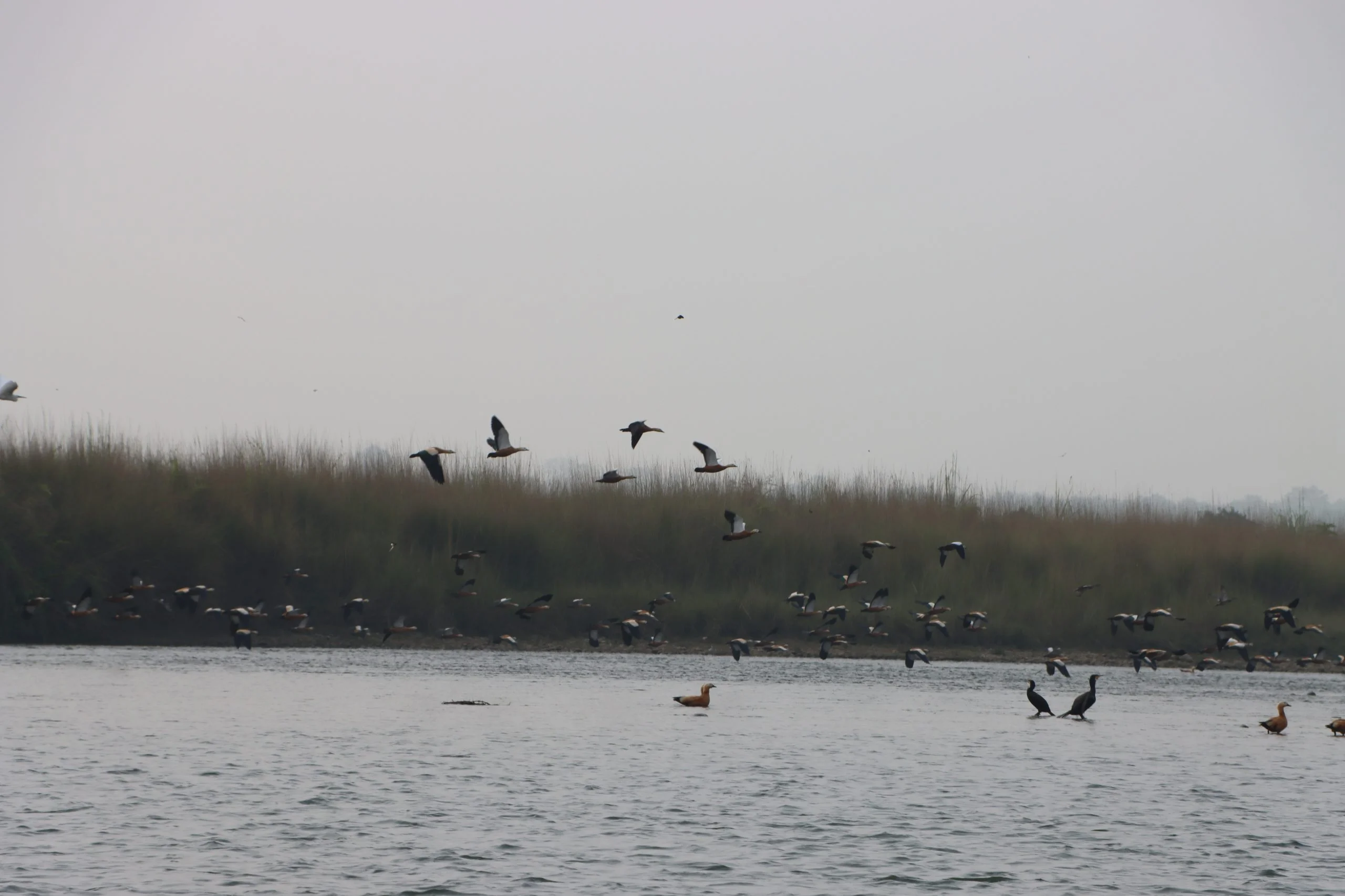 42 species of birds found in the Narayani River area