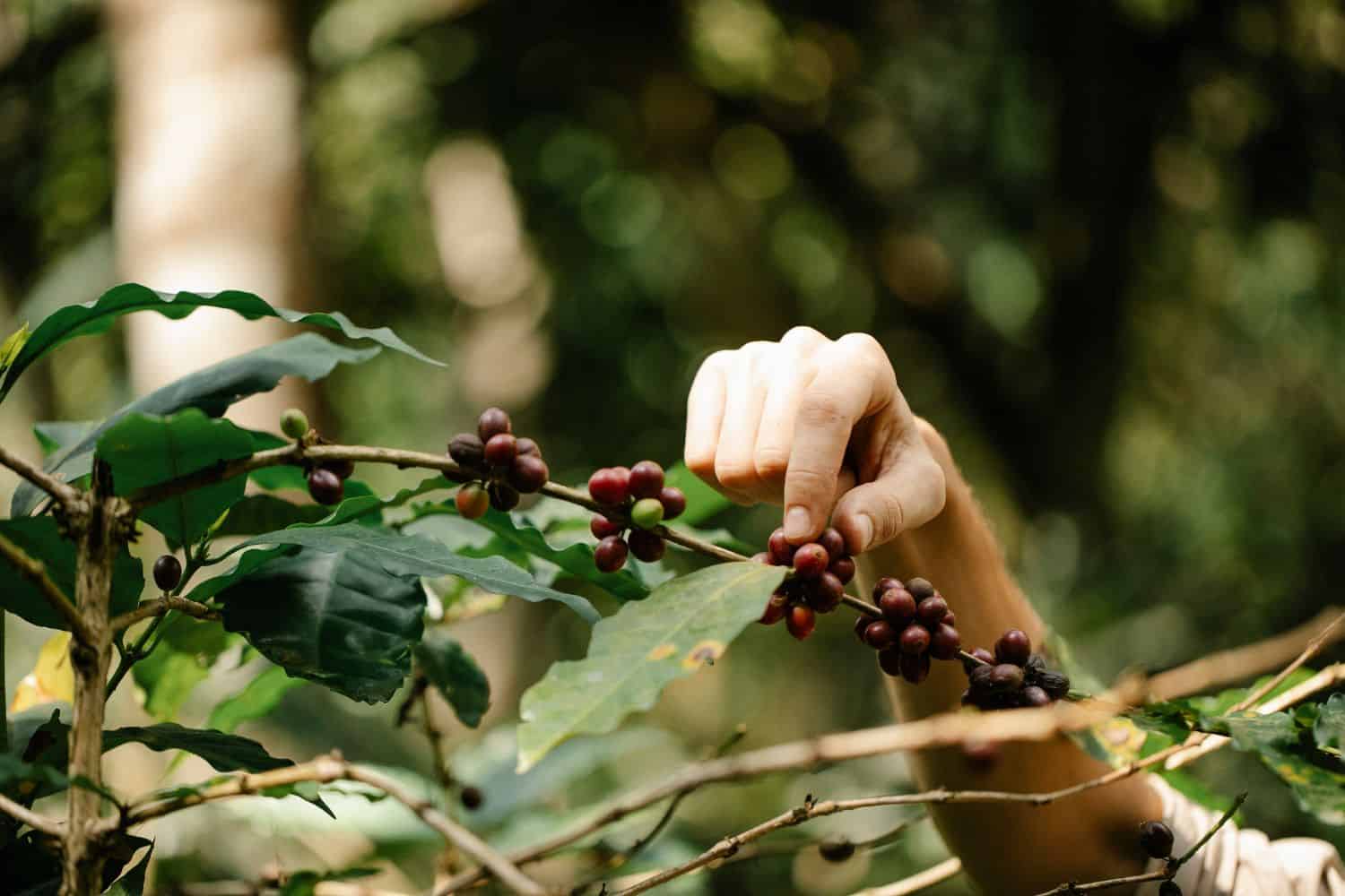 Lao coffee gains global recognition through unique flavor & cultural identity