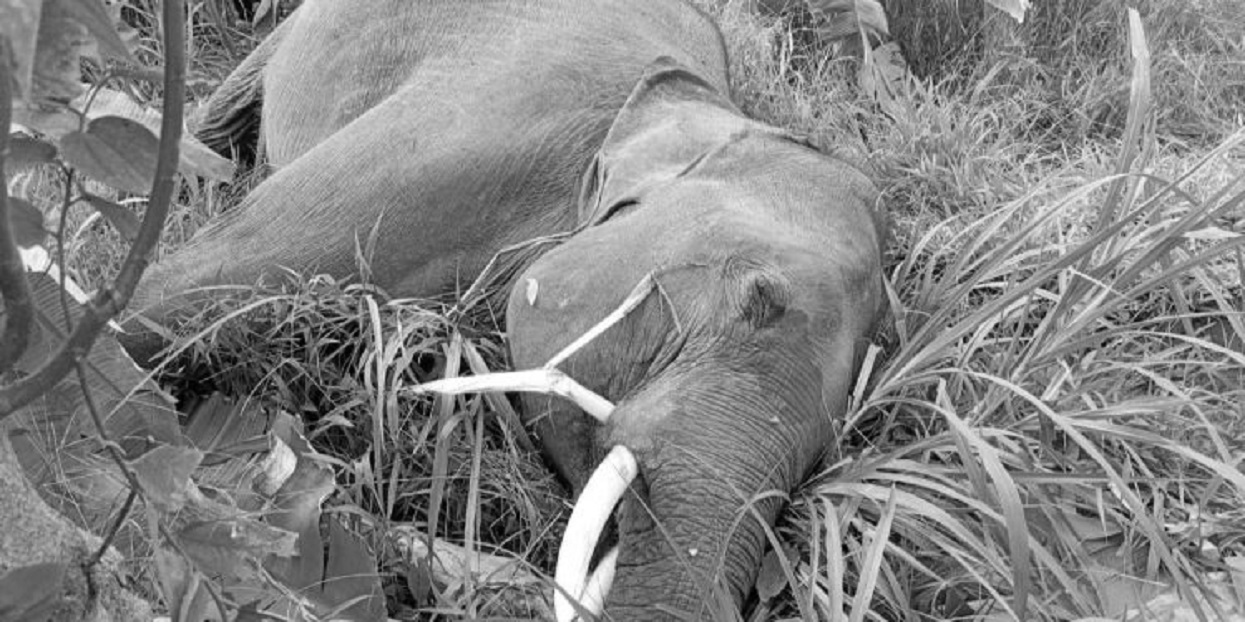 Wild elephant found dead in Jhapa