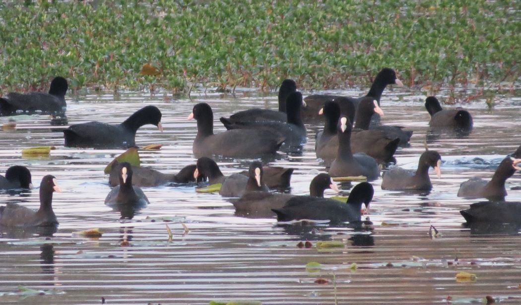 Number of Greylag Goose increases in Ghodaghodi bird sanctuary