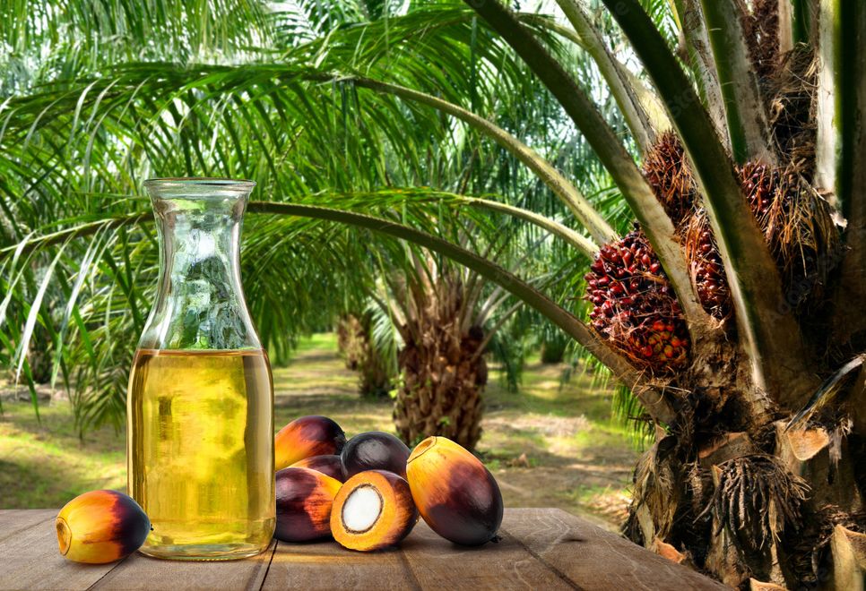 Record 2025 crude palm oil output lifts Malaysia supply
