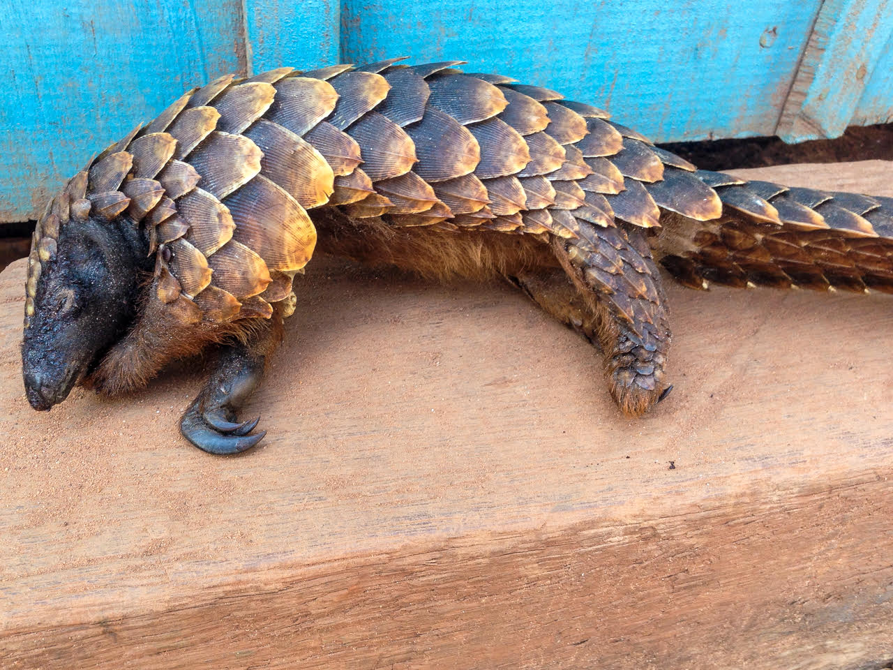 Endangered black pangolin found in Khotang