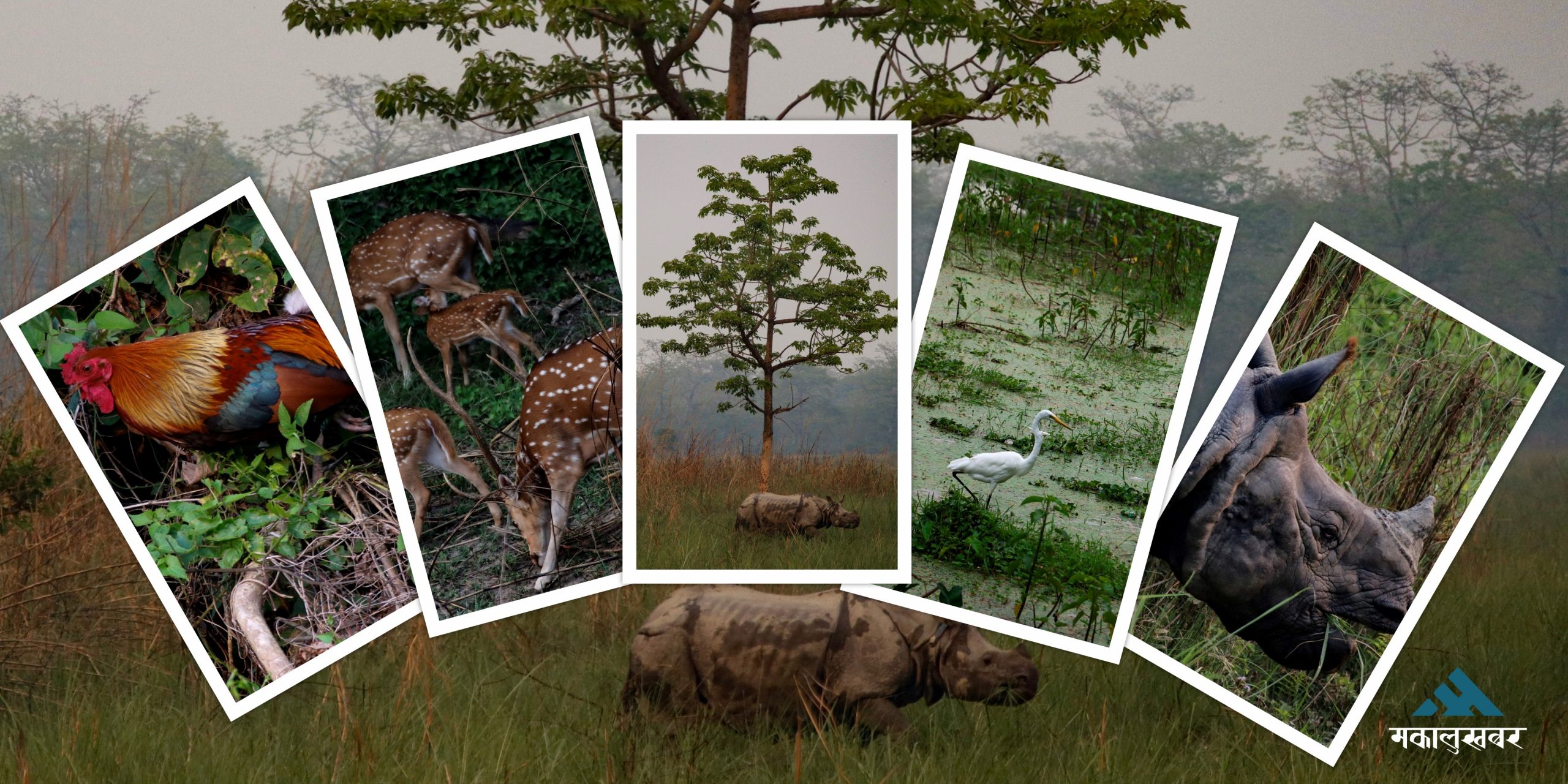 Kumroj Community Forest emerges as top safari attraction in Sauraha (photos)