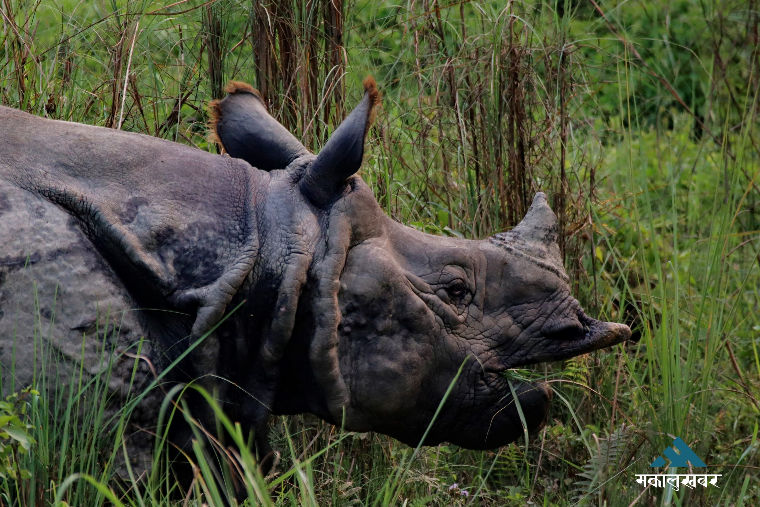 One killed from rhino attack in Chitwan