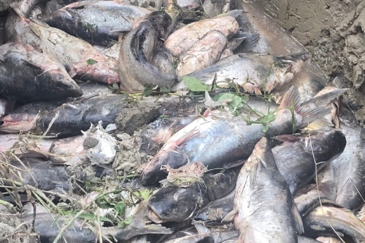 Freezing cold wipes out fish