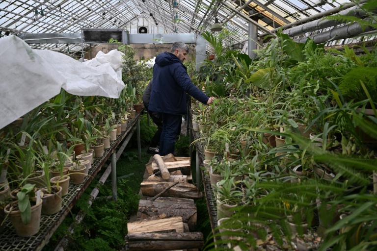 Kyiv botanical garden’s plants wither due to frost, power cuts